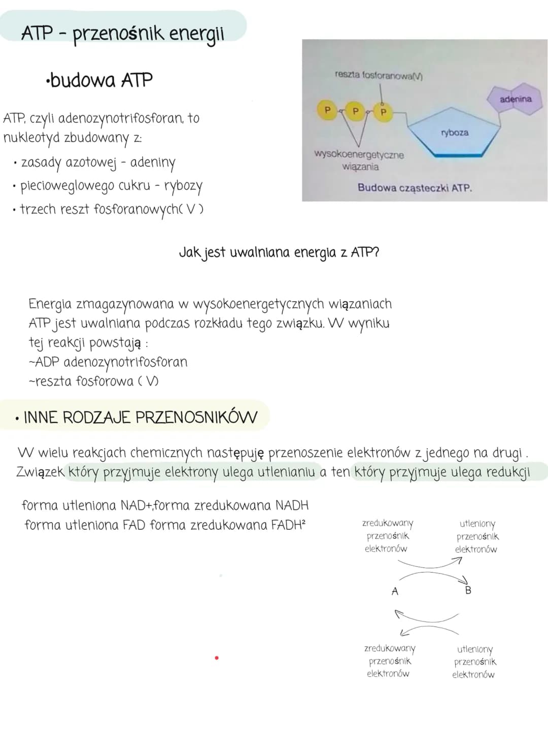 Metabolizm
1. kierunki przemian metabolicznych
Metabolizm to ogół przemian chemicznych i energetycznych, które
zachodzą w organizmie.
Wyróżn