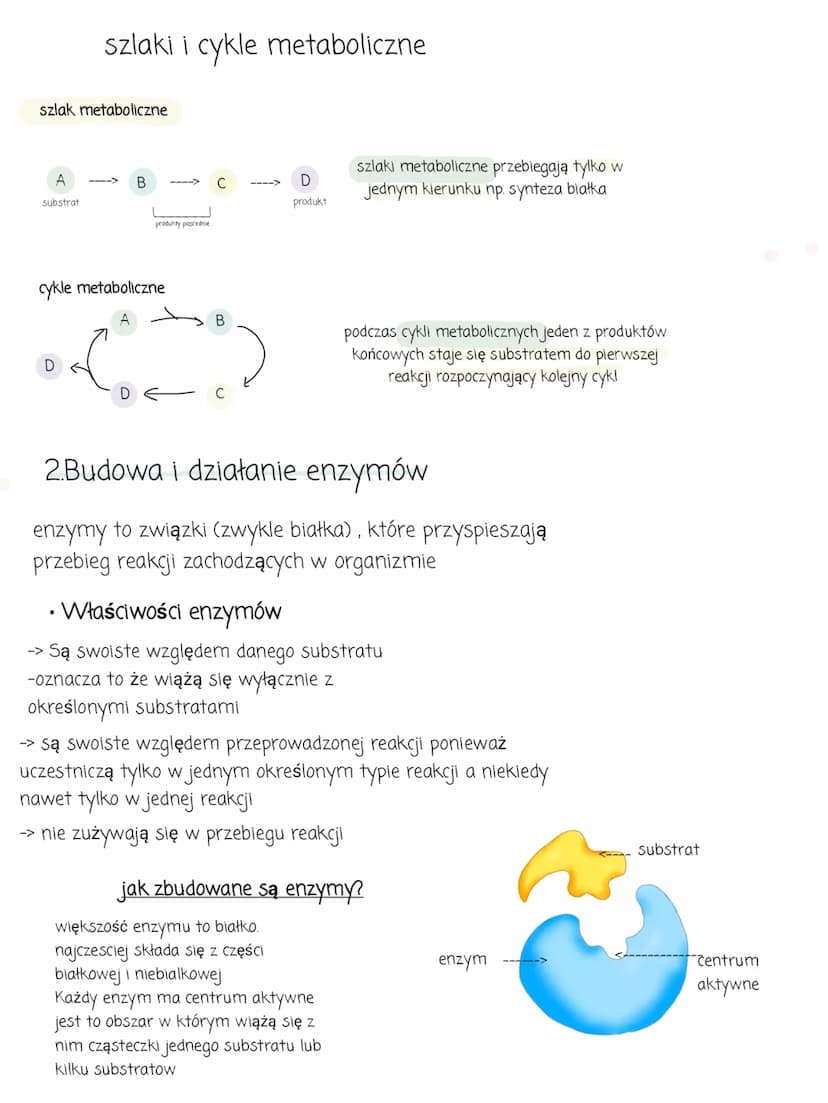 Metabolizm
1. kierunki przemian metabolicznych
Metabolizm to ogół przemian chemicznych i energetycznych, które
zachodzą w organizmie.
Wyróżn