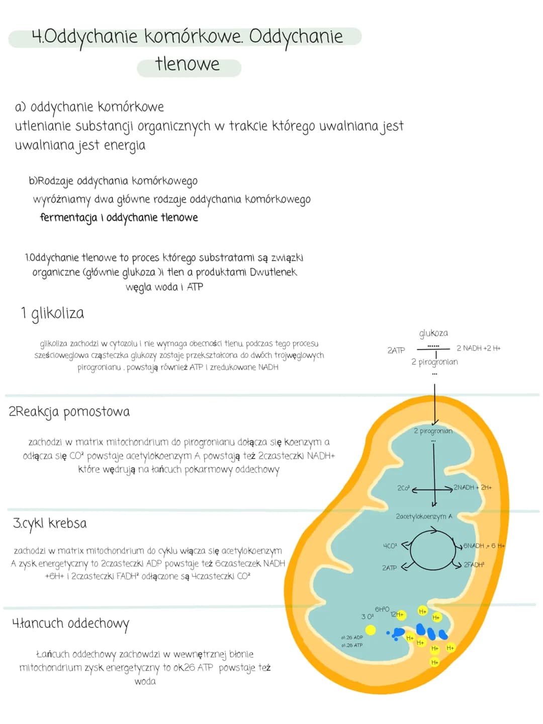 Metabolizm
1. kierunki przemian metabolicznych
Metabolizm to ogół przemian chemicznych i energetycznych, które
zachodzą w organizmie.
Wyróżn