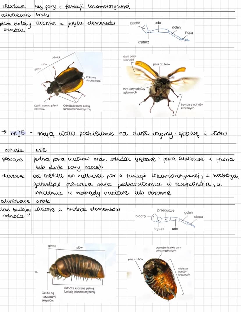 --- OCR Start ---
SZCZEKOCZUŁKO PODOBNE
TCHAWKODYSINE
SKORU PIAKI
PAJĘCZAKI
OWADY
WDE
• sureneta
• sureneta głównie
• sureneta głównie
• zwi