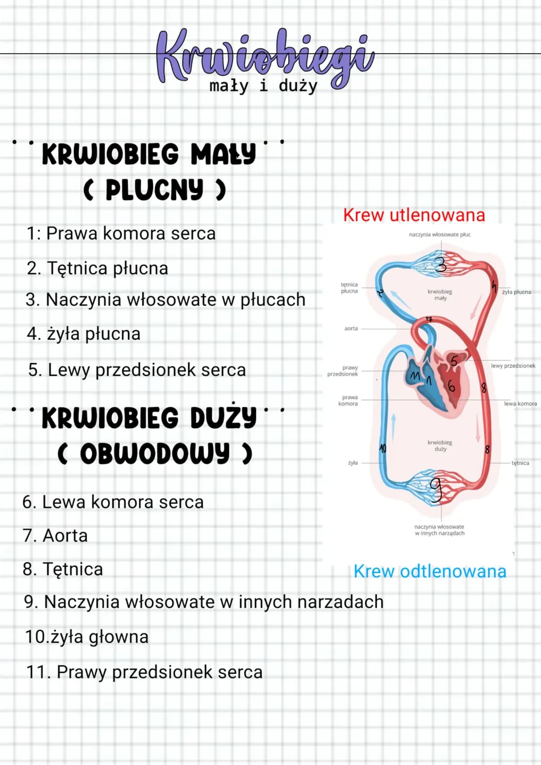 ●
Krwiobiegi
mały i duży
KRWIOBIEG MALY
(PLUCNY)
a komor
1: Prawa komora serca
2. Tętnica płucna
3. Naczynia włosowate w płucach
4. żyła płu
