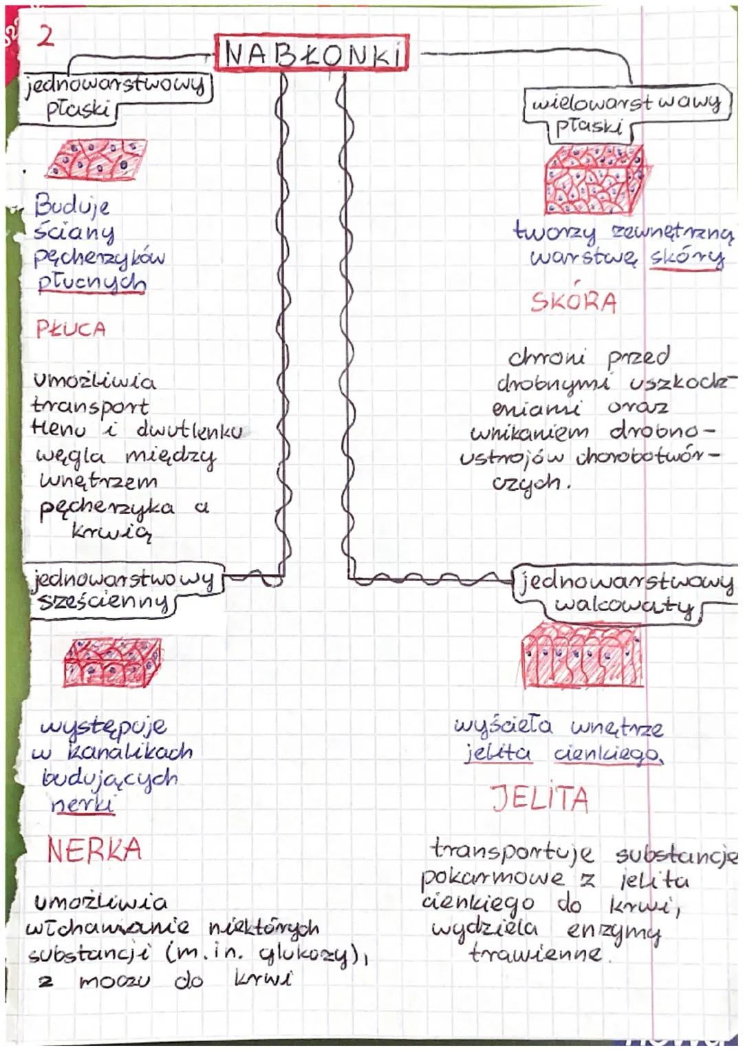 1
Wspólne cechy zwierząt
- są organizmami wielo komórkowymi
- ich komórké mają jądro komórkowe,
zawierają chloroplastów
nie
oraz ściany komó