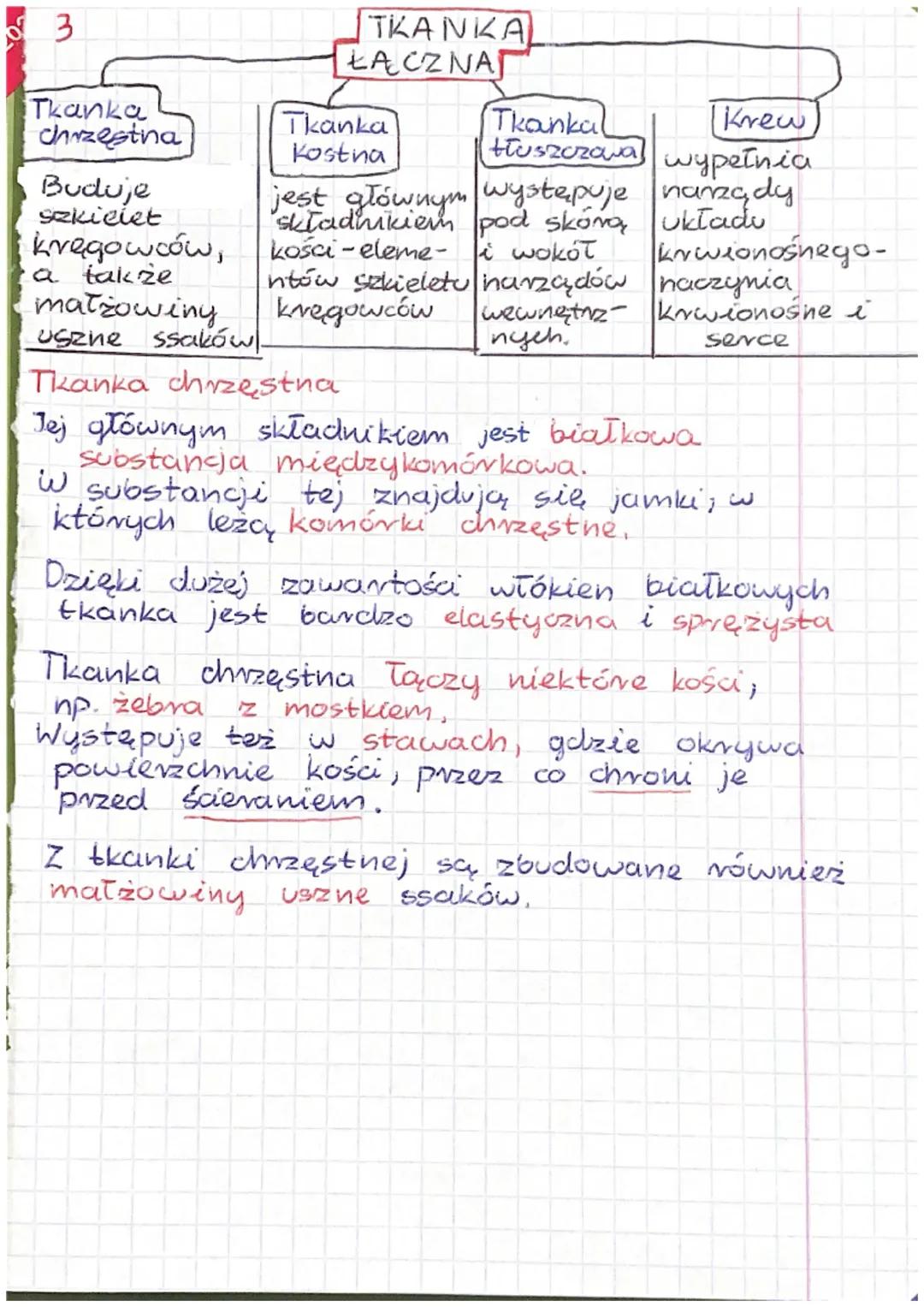 1
Wspólne cechy zwierząt
- są organizmami wielo komórkowymi
- ich komórké mają jądro komórkowe,
zawierają chloroplastów
nie
oraz ściany komó