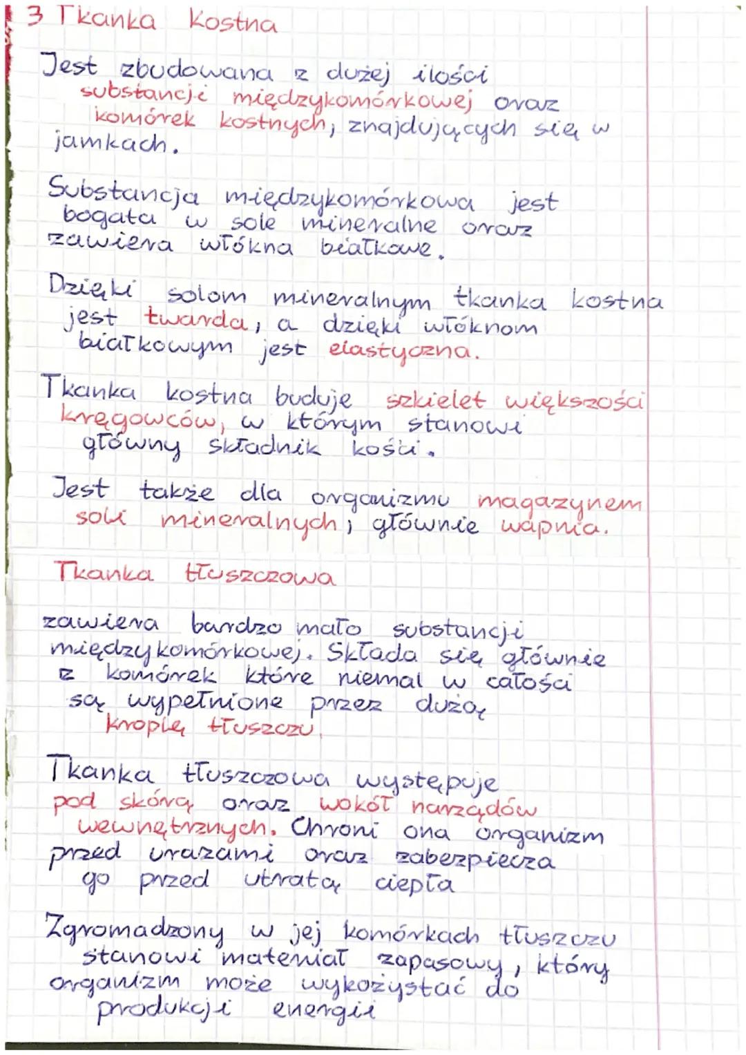 1
Wspólne cechy zwierząt
- są organizmami wielo komórkowymi
- ich komórké mają jądro komórkowe,
zawierają chloroplastów
nie
oraz ściany komó