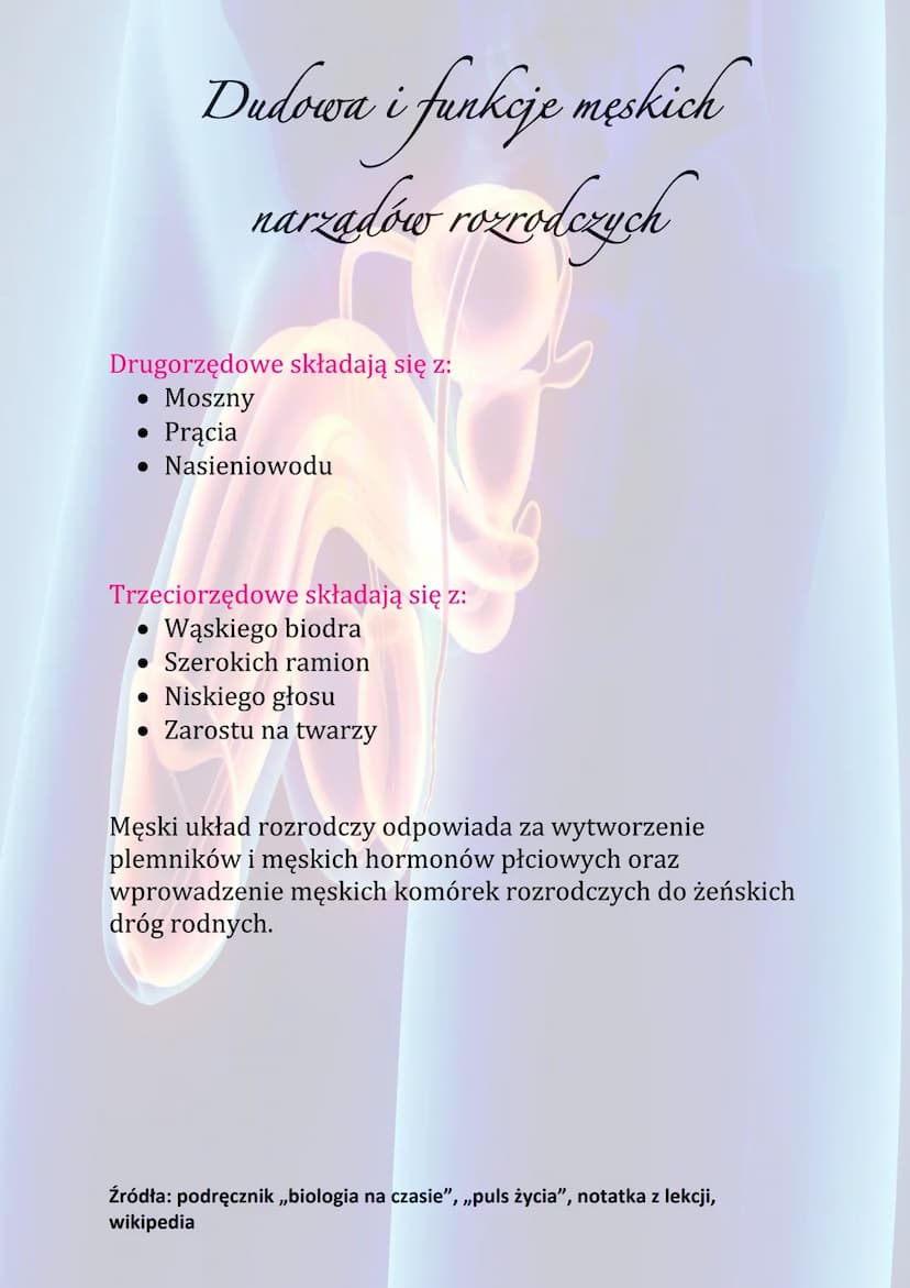 Dudowa i funkcje męskich
narzadów rozrodczych
Funkcje męskiego układu rozrodczego:
• Wytwarzanie komórek rozrodczych
• Wydzielanie hormonów 