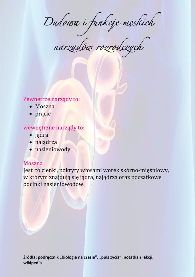 Dudowa i funkcje męskich
narzadów rozrodczych
Funkcje męskiego układu rozrodczego:
• Wytwarzanie komórek rozrodczych
• Wydzielanie hormonów 