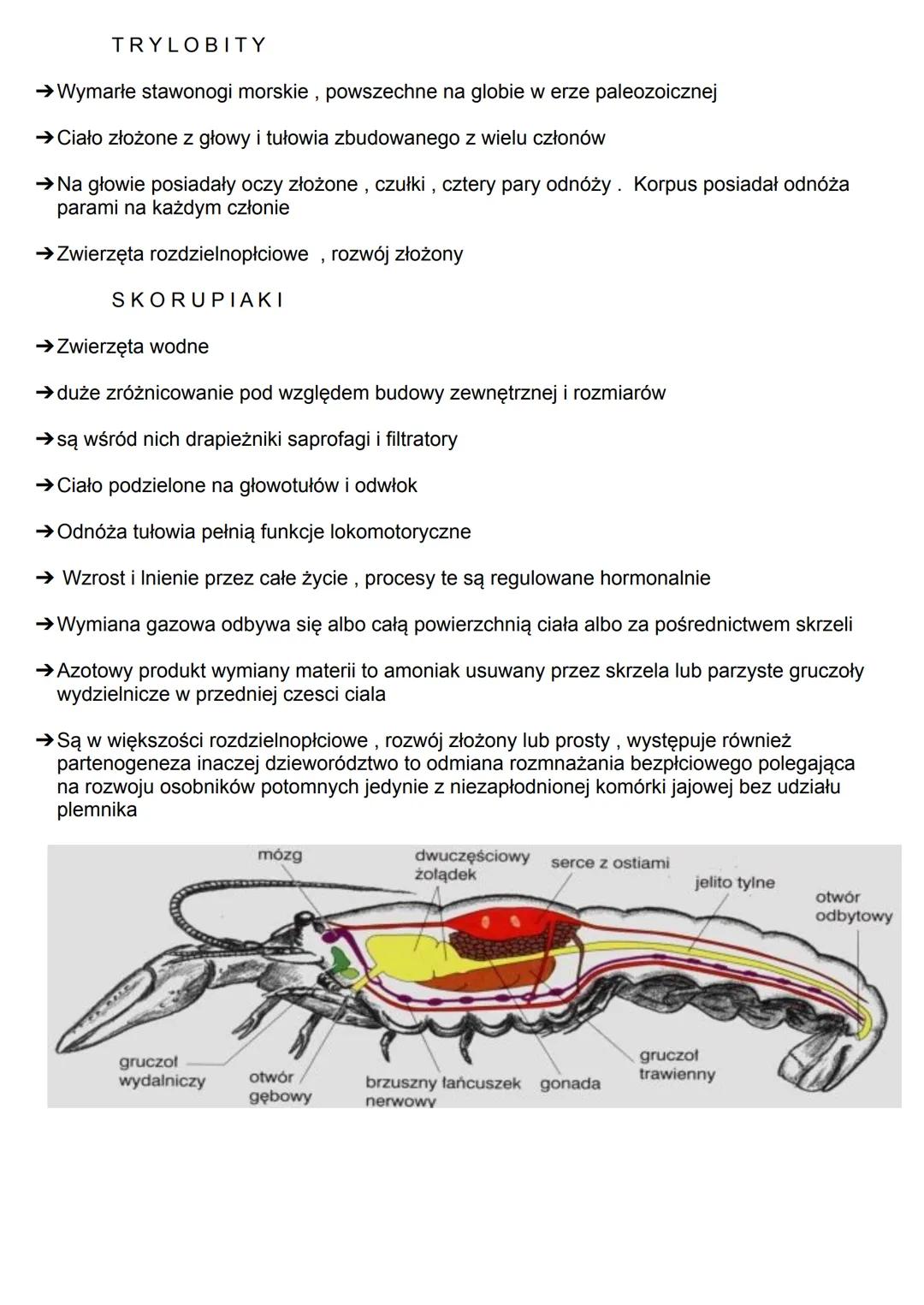# STAWONOGI

-> Gromada wije

-> Gromada skorupiaki

-> Gromada pajęczaki

-> Gromada owady

-> Gromada trylobity

BUDOWA:

-> Zwierzęta te 