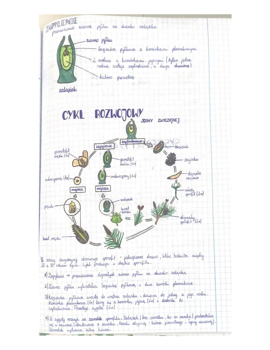 
<h3 id="cechyrolinnagonasiennych">Cechy roślin nagonasiennych</h3>
<p>Rośliny nagonasienne charakteryzują się tym, że ich nasiona nie są os