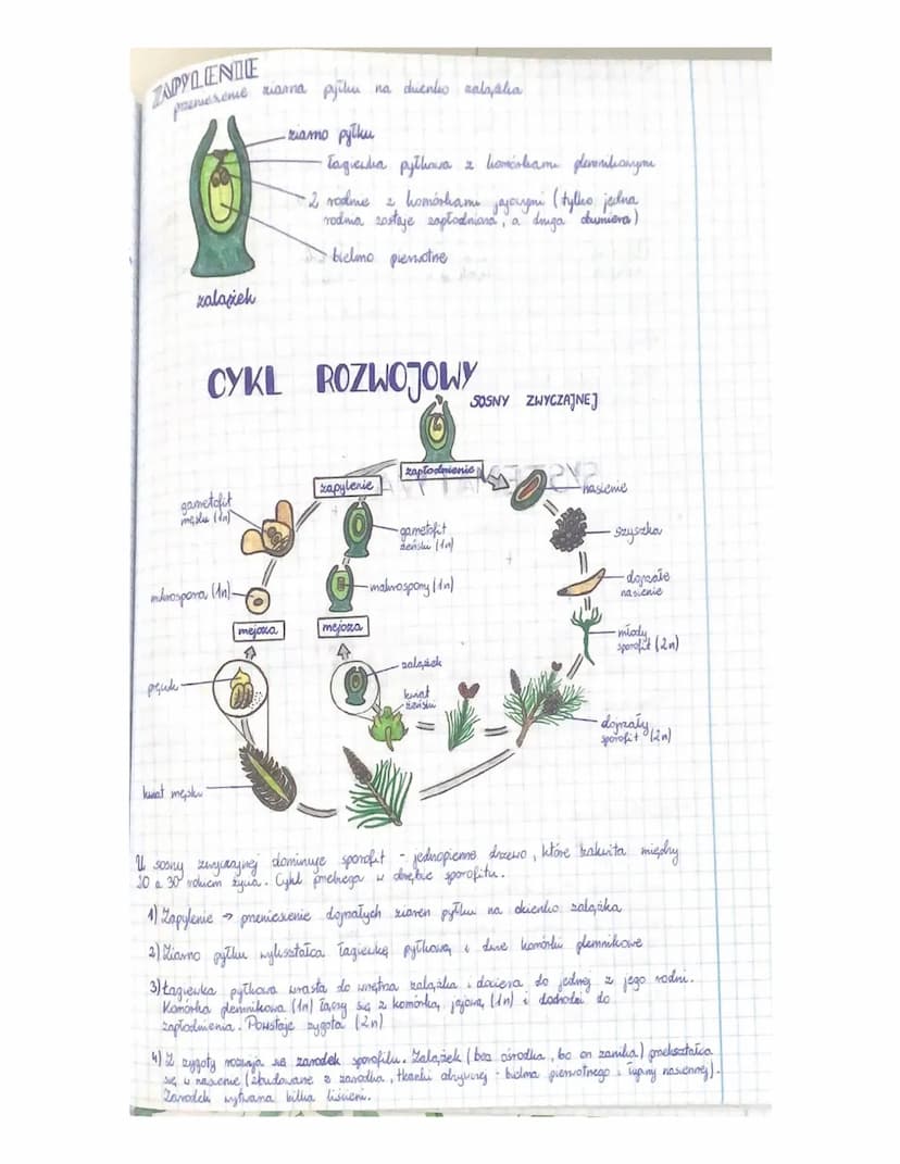 
<h3 id="cechyrolinnagonasiennych">Cechy roślin nagonasiennych</h3>
<p>Rośliny nagonasienne charakteryzują się tym, że ich nasiona nie są os