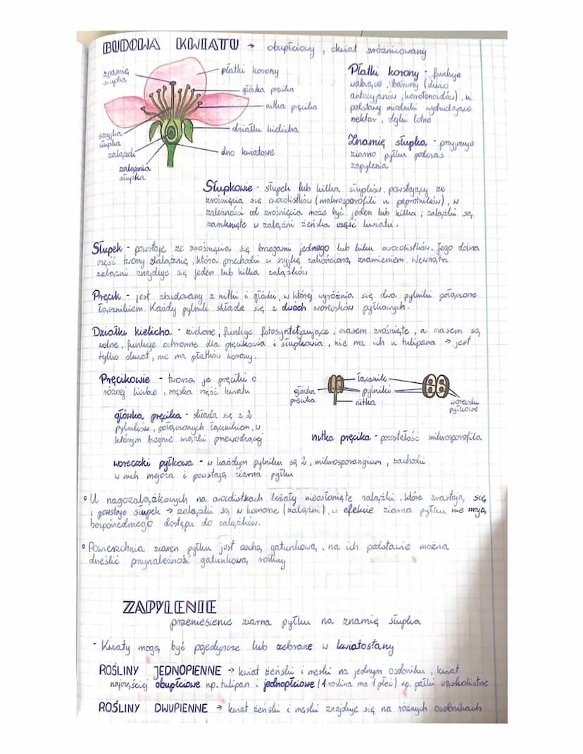
<h3 id="cechyrolinnagonasiennych">Cechy roślin nagonasiennych</h3>
<p>Rośliny nagonasienne charakteryzują się tym, że ich nasiona nie są os