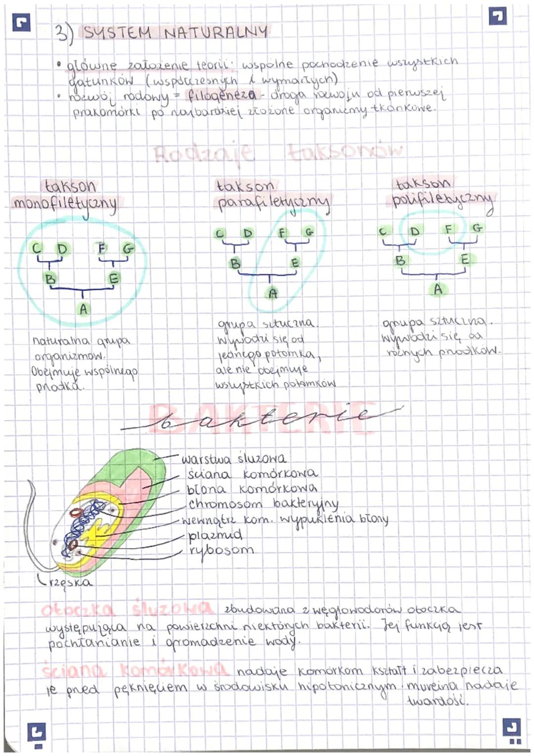 5 KLASYFIKOWANIE ORGANIZMÓW
12
.
TAKSONOMIA:
zajmuje się określaniem regut klasyfikacji
I nazewnictwa systematycznego
FILOGENETYKA: zajmuje 