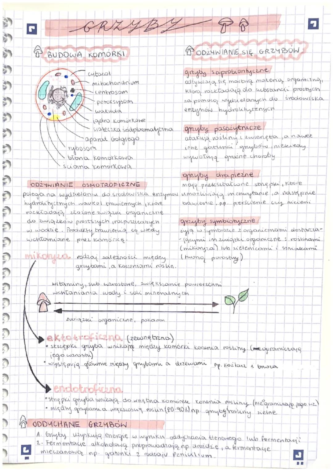 5 KLASYFIKOWANIE ORGANIZMÓW
12
.
TAKSONOMIA:
zajmuje się określaniem regut klasyfikacji
I nazewnictwa systematycznego
FILOGENETYKA: zajmuje 