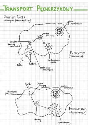 Know Transport pęcherzykowy - endocytoza, egzocytoza thumbnail