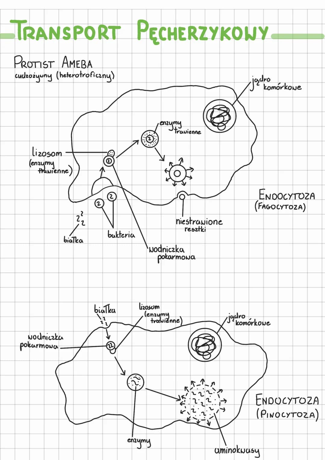 TRANSPORT PĘCHERZYKOWY
PROTIST AMEBA
cudzozyuny (heterotroficzny)
lizosom
(enzymy
trawienne)
białka
wodniczka
pokarmowa.
bakteria
białka
епч