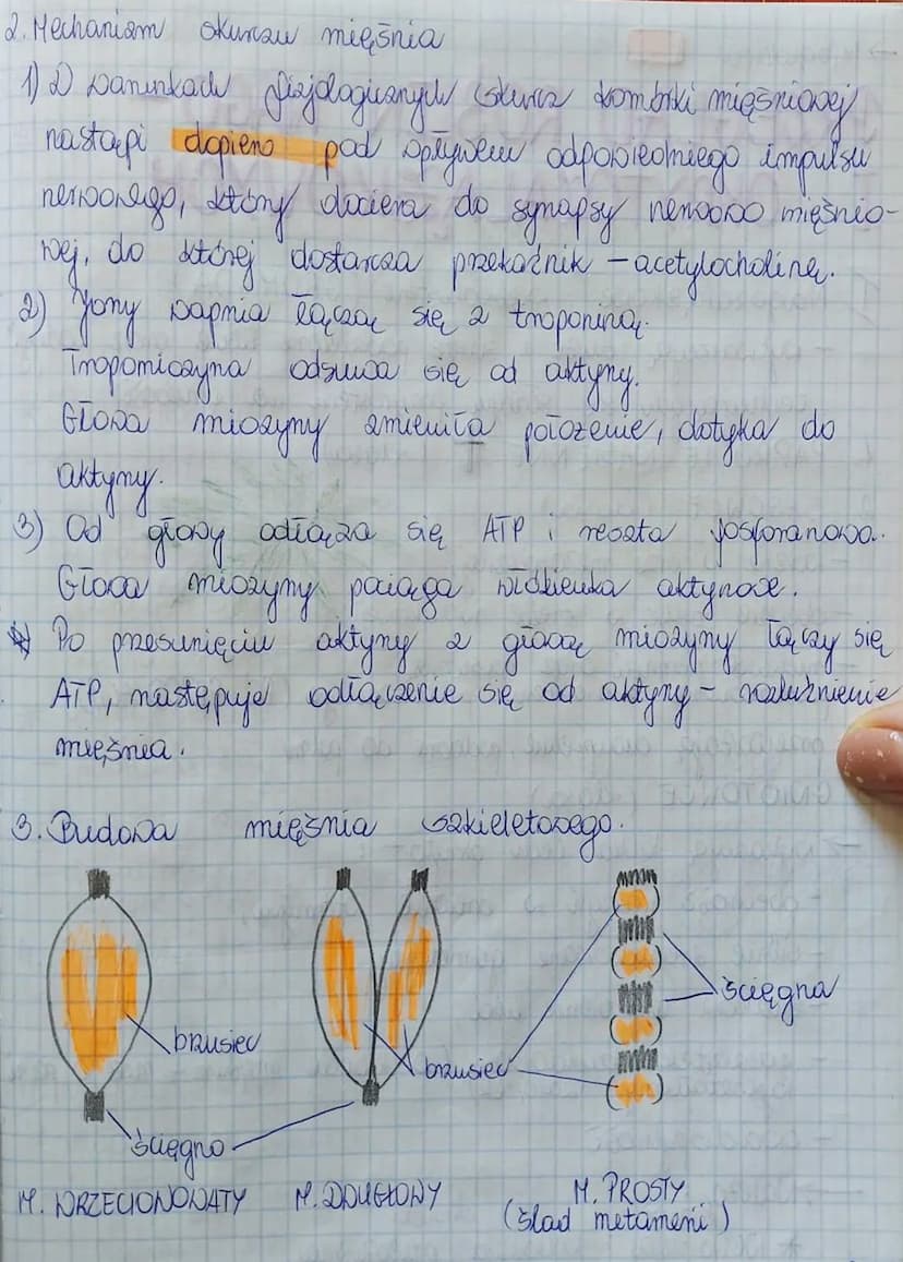 dekija
Temat: Budowa i funkcjonowanie układu
mię, &niowego.
1. Typy mięśni 2. Mechanism kurzu mięśnia
1) D Danınkach fizjologicznyl Gluris d