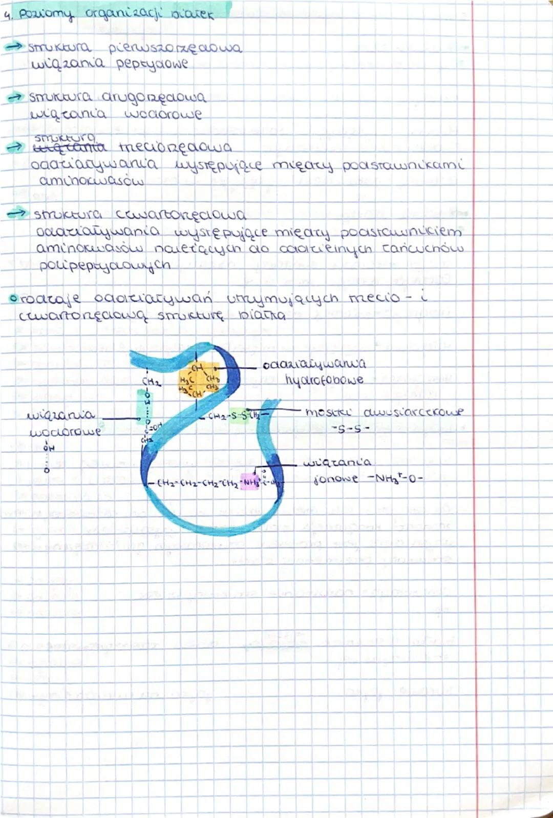 temat: Aminokwasy
Budowa i funkcje biacek
biacka są głównym składnikiem budicouym kompres
tkanek oraz odgrywają kluczqwą rolę wich metabolie