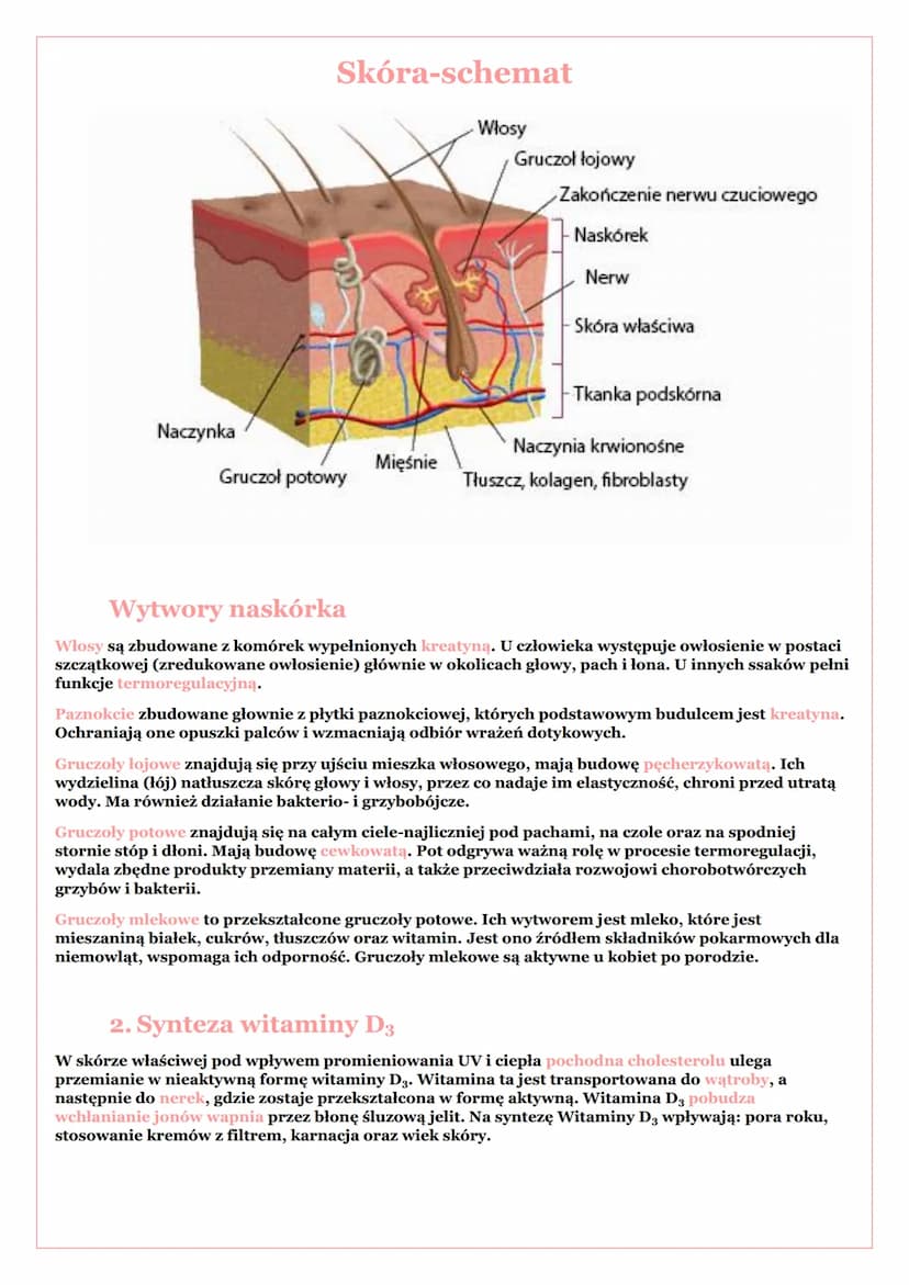 SKÓRA
Skóra jest największym narządem w organizmie człowieka. U dorosłego człowieka stanowi około 15%
masy ciała i ma powierzchnię około 2m²