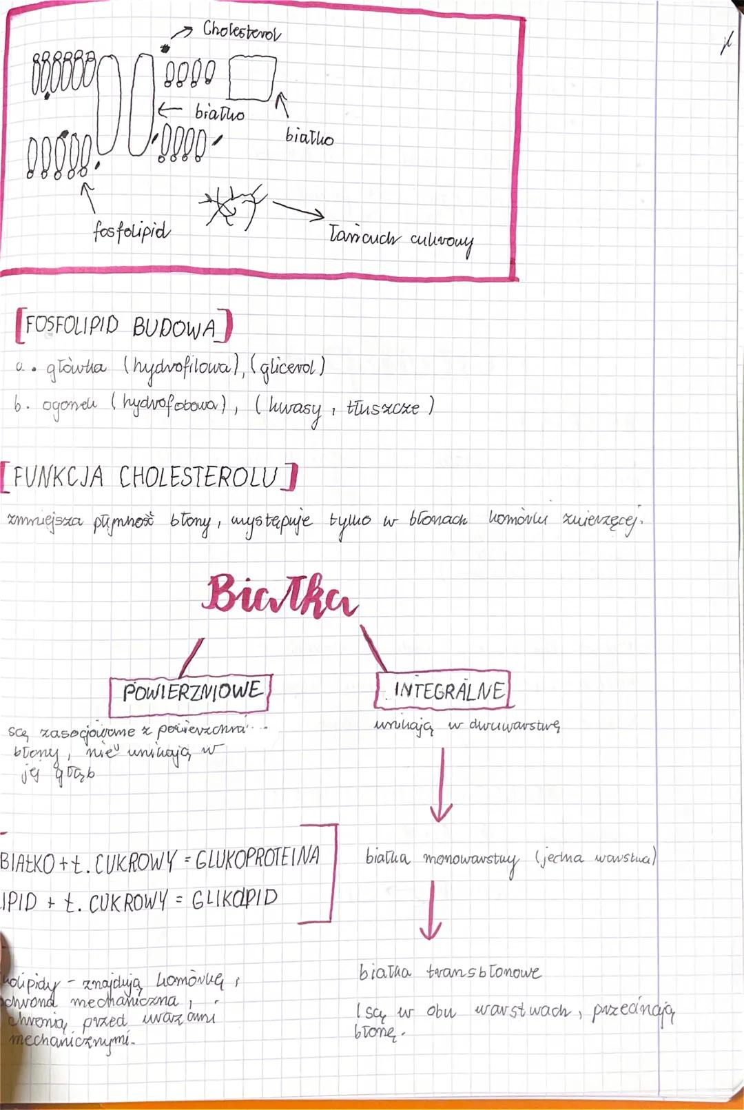 D
4
budowa i funkcja blony komórkong
I FUNKCJE B. KOMORKOWEJ I
oddziela cytoxal
i inne
organelle
• umożliwia transport do komóvie iz komóvni