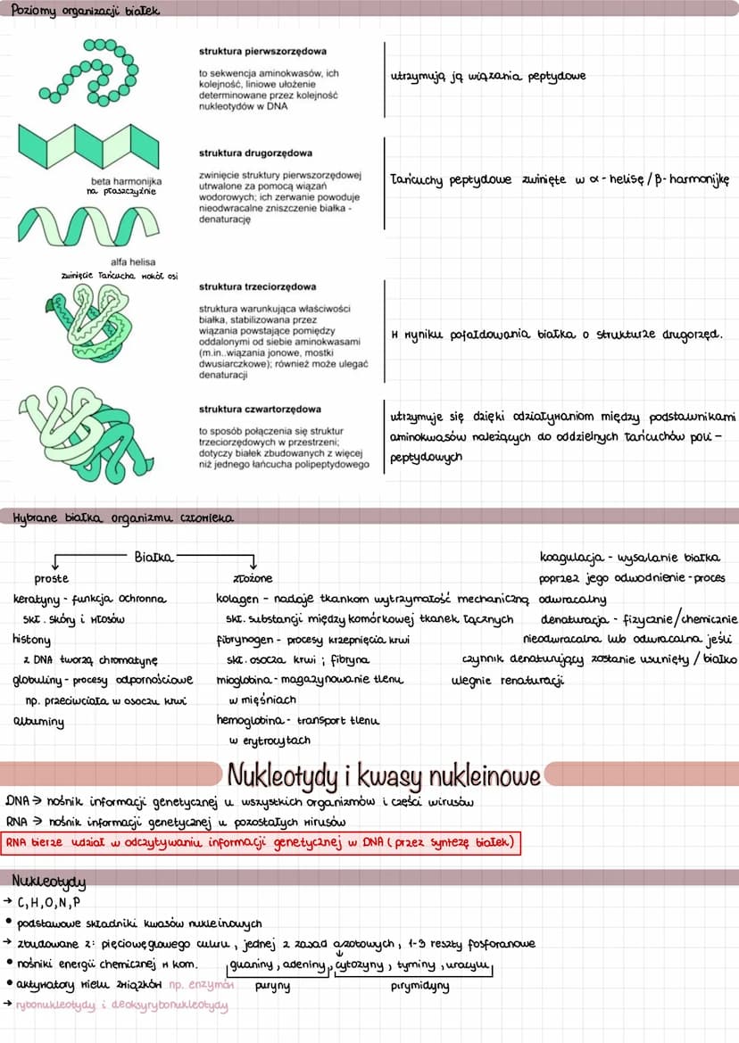 
<p>Mikro i makroelementy odgrywają kluczową rolę w funkcjonowaniu organizmu człowieka. Pierwiastki biogenne, takie jak C, H, O, P, S, N, są