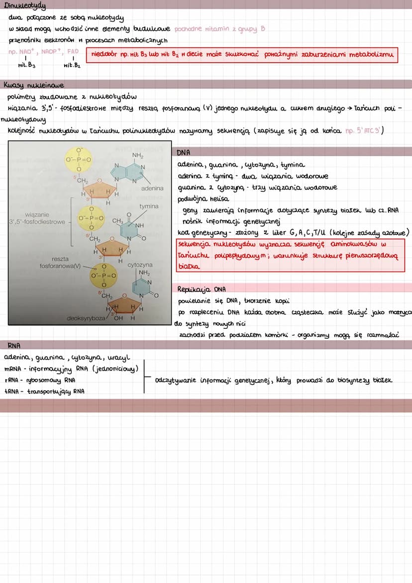 
<p>Mikro i makroelementy odgrywają kluczową rolę w funkcjonowaniu organizmu człowieka. Pierwiastki biogenne, takie jak C, H, O, P, S, N, są