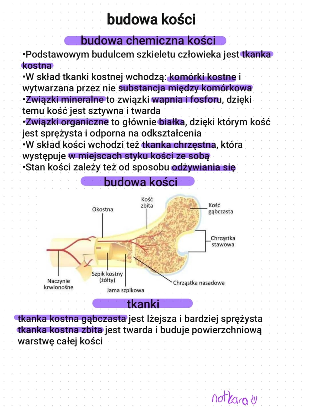 budowa kości
budowa chemiczna kości
•Podstawowym budulcem szkieletu człowieka jest tkanka
kostna
W skład tkanki kostnej wchodzą: komórki kos