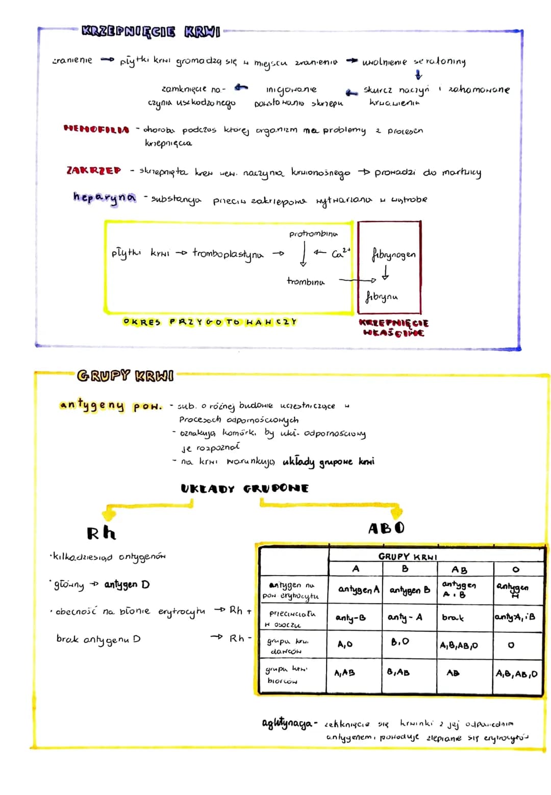 
<h2 id="budowaifunkcjekrwi">Budowa i funkcje krwi</h2>
<h3 id="oglneinformacje">Ogólne informacje</h3>
<p>Krwi jest tkanką łączną płynną, k
