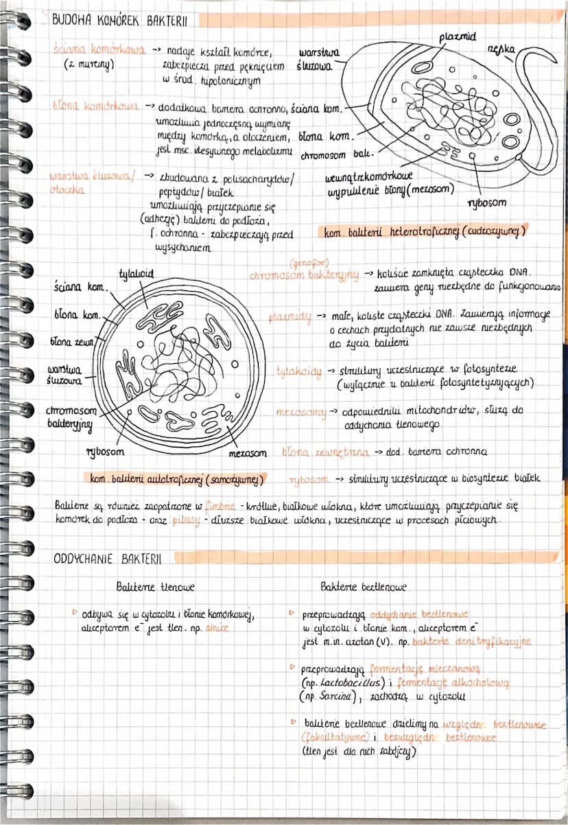 TYCZNE
Organizmy prokomolyczne są klasyfikowane obecnie fallo duve oddzielne domenys: baliterici archeoure.
Nazywamy je kosmopolitycknymil, 