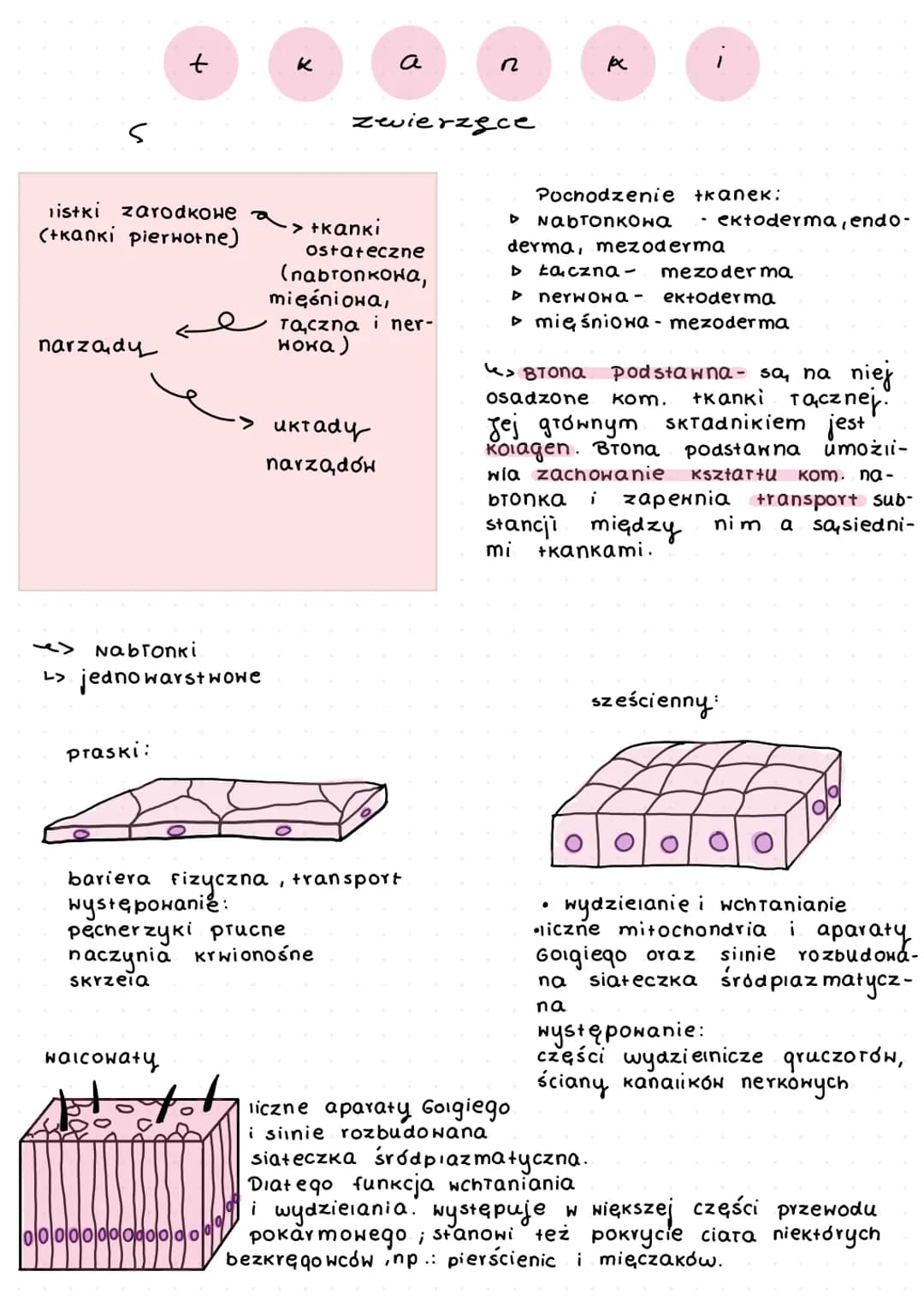 istki zarodkowе a
(+Kanki pierwotne)
narządy
+
<> Nabronki
L> jednowarstwowe
praski:
waicowaty
to th
K
ooooooooooooo
а
zwierzęce
·> tkanki
O