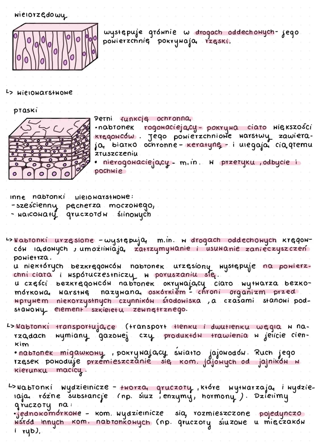 istki zarodkowе a
(+Kanki pierwotne)
narządy
+
<> Nabronki
L> jednowarstwowe
praski:
waicowaty
to th
K
ooooooooooooo
а
zwierzęce
·> tkanki
O