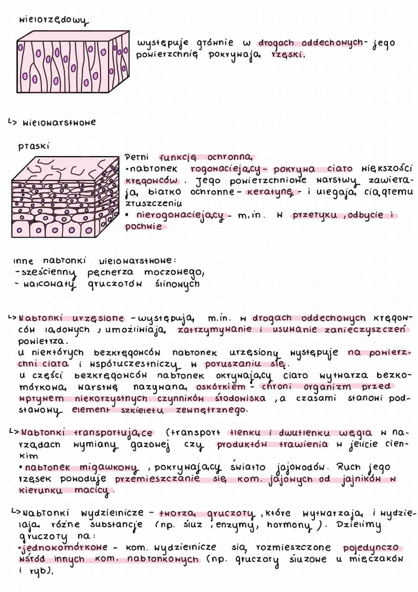 istki zarodkowе a
(+Kanki pierwotne)
narządy
+
<> Nabronki
L> jednowarstwowe
praski:
waicowaty
to th
K
ooooooooooooo
а
zwierzęce
·> tkanki
O