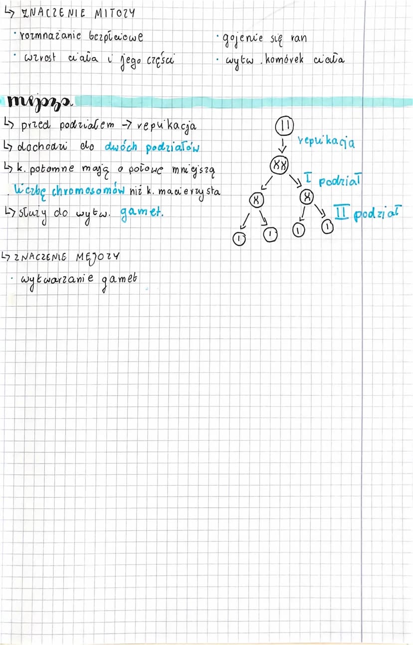 podypaly Komárkase
chromosomy, komórki
komórka macierzysta
1.
O O
Komórki potomne
2. Jadro k, somatycznej - 2 zestawy chromosomów (1 po matc