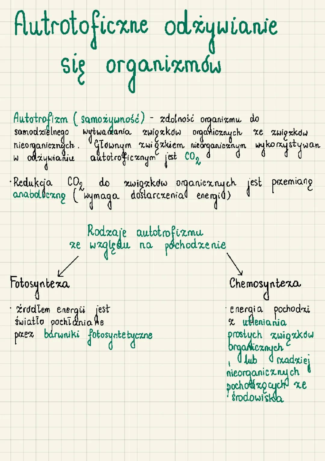 Co to jest fotosynteza? Etapy i znaczenie fotosyntezy dla dzieci