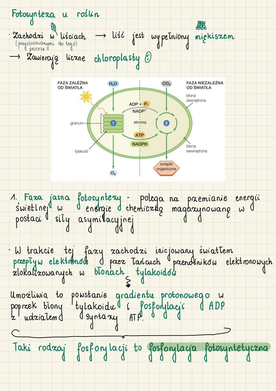 Autrotoficzne odzywianie
się organizmów
do
Autotrofizm (samozywność) - zdolność organizmu
samodzielnego wytwarzania związków organicznych ze