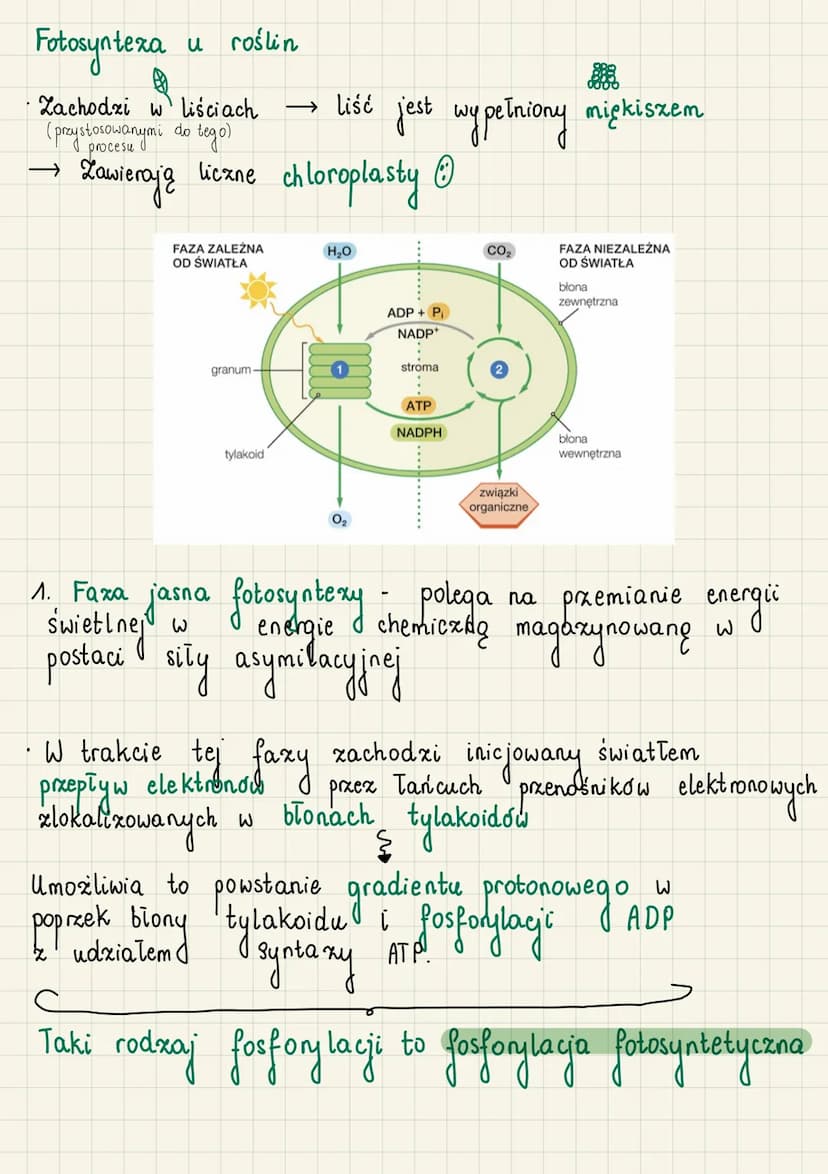 Autrotoficzne odzywianie
się organizmów
do
Autotrofizm (samozywność) - zdolność organizmu
samodzielnego wytwarzania związków organicznych ze