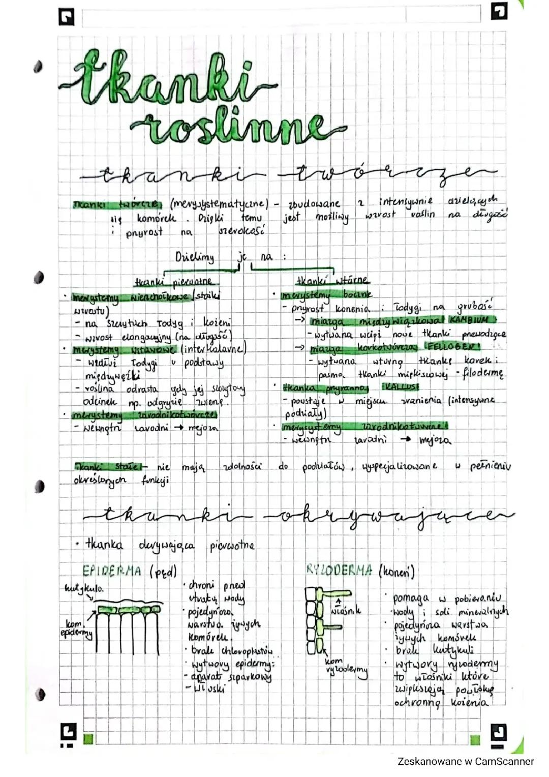 Rodzaje tkanek roślinnych