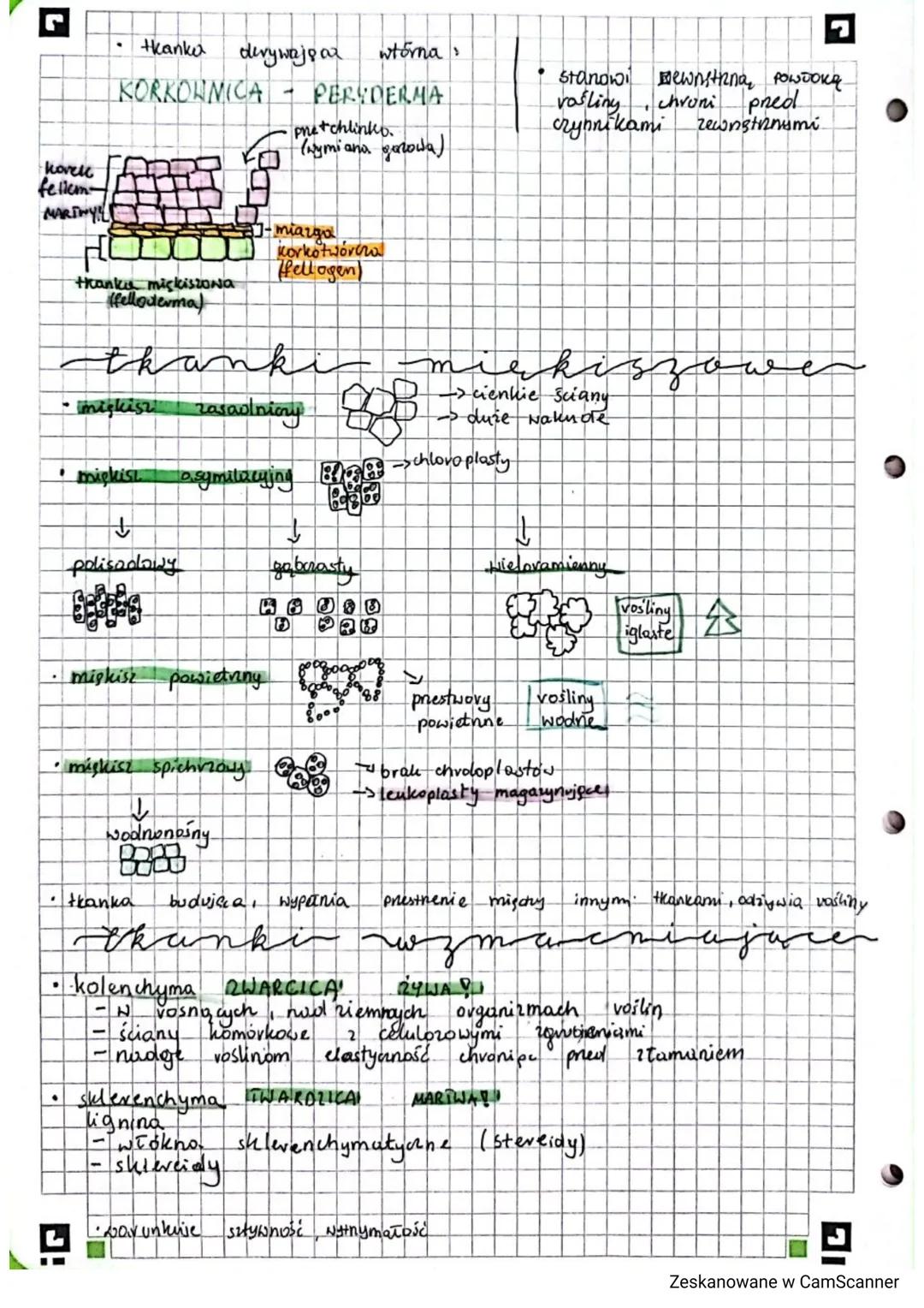 • tkanki
roslinne
tkanki twórcze
kan
.
Tranki tworezie (mevysystematyczne) - zbudowane 2
Dzięki
komórek
temu
i pnyrost na szerokość
Drielimy