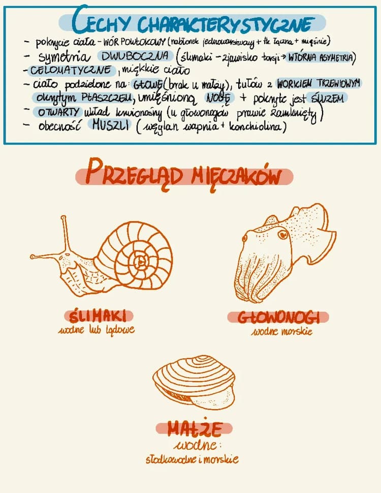Know mięczaki thumbnail