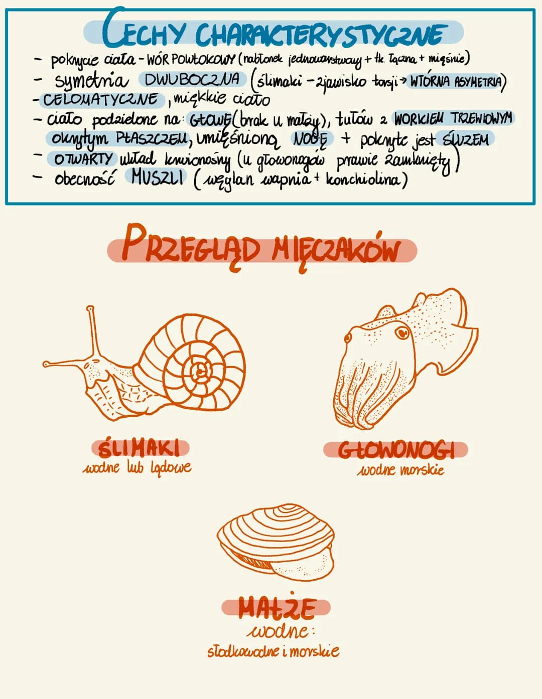 CECHY CHARAKTERYSTYCZNE
pokrycie ciała-WOR POWŁOKOWY (nabłonek jednowarstway + tk. Tączna + mięśnie)
symetria DWUBOCZNA (ślimaki - zjawisko 