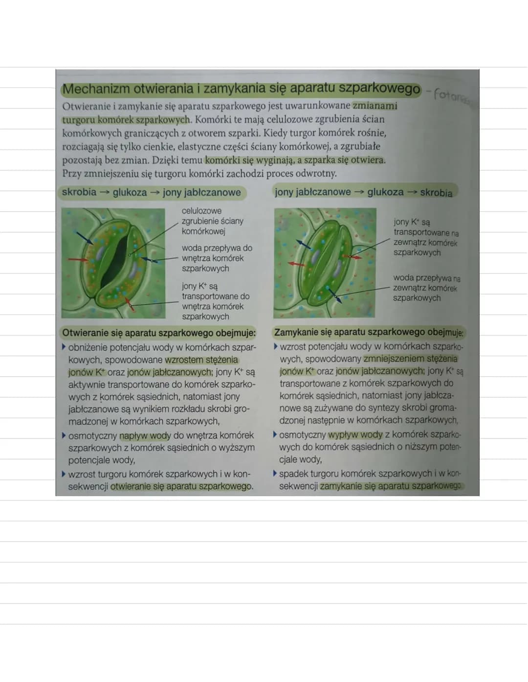 Ruchy rostin
Ruchy roslin
Ruchy wzrostowe
powodem zróżnicowanie szybkości wzrostu stron
organu, nierównomierne rozłożenie auksyn
nieodwracal