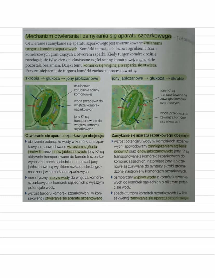Ruchy rostin
Ruchy roslin
Ruchy wzrostowe
powodem zróżnicowanie szybkości wzrostu stron
organu, nierównomierne rozłożenie auksyn
nieodwracal