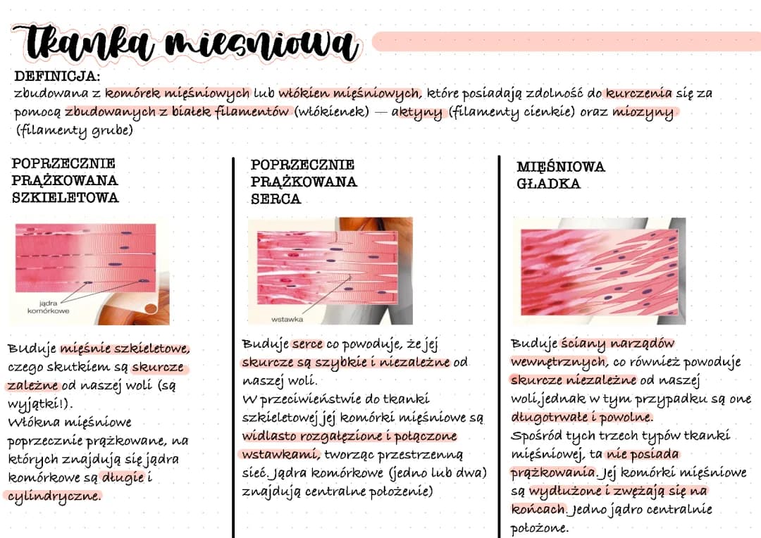 Tkanki: Nabłonkowa, Mięśniowa i Nerwowa - Charakteryzacja i Funkcje