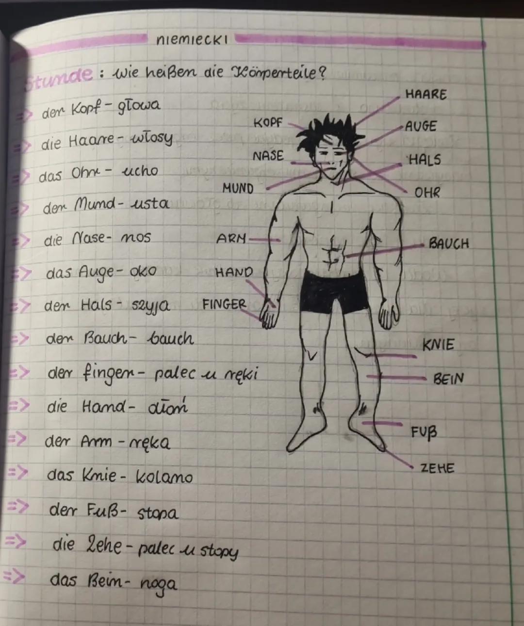 niemieckI

Stunde: wie heißen die Körperteile?
- der Kopf-głowa

HAARE

KOPF

AUGE
die Haare - włosy

NASE

HALS
- das Ohne - ucho

MUND

de