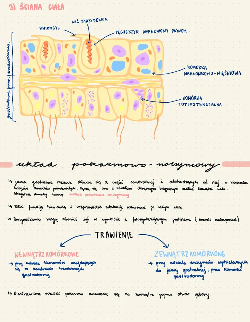 par
↳tkankowe zwierzęta duinewarstwowe o
↳ żyją we wszystkich strefach klimatycznych, wyłącanic
↳ dzieląr
się
в wystepwjaz
POLIP->
sydechowc