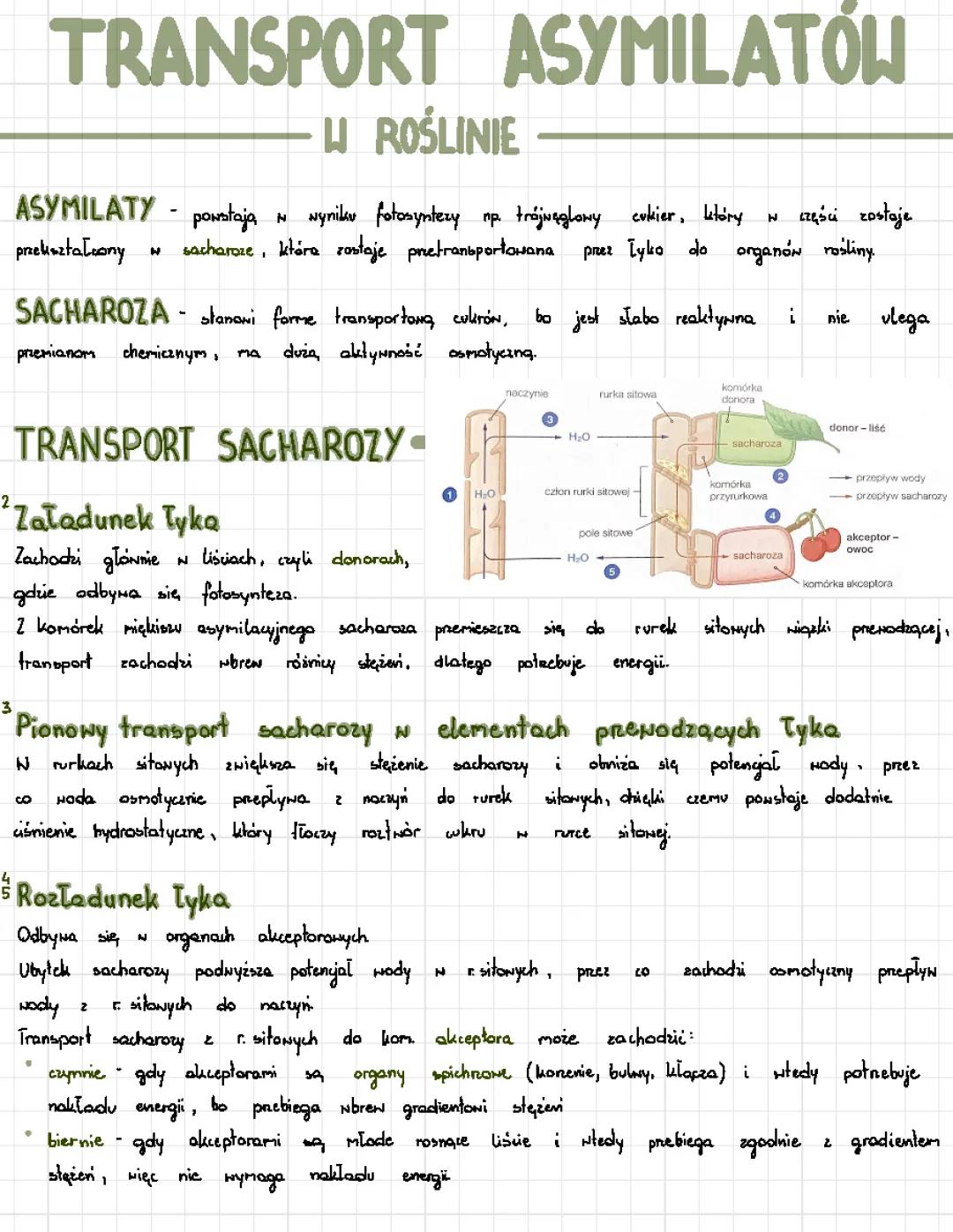 How Plants Move Sugar: Loading, Unloading, and Osmosis Explained