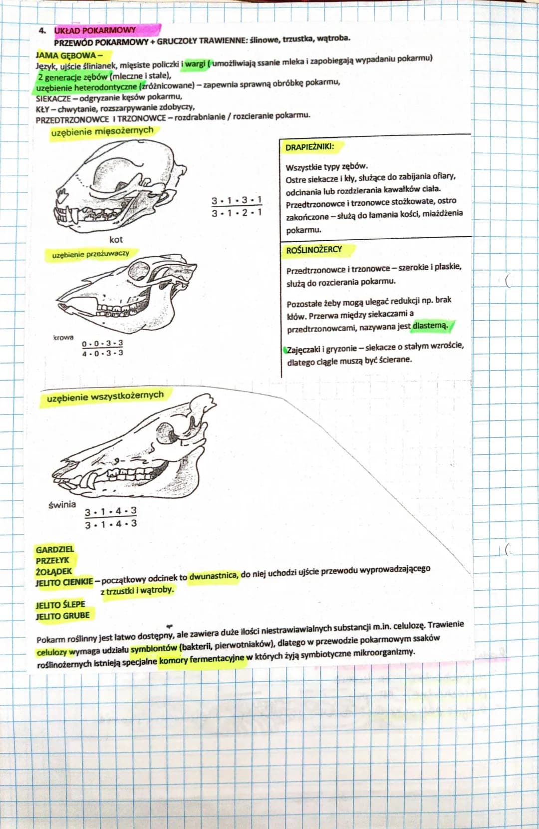 7 Ssaki
Cynognat- forma przejściowa międy gadami issahami
Ssaki
prassali
$sahi nizsie
ssani wyższe
SSAKI-dominująca gromada kręgowców. O ich