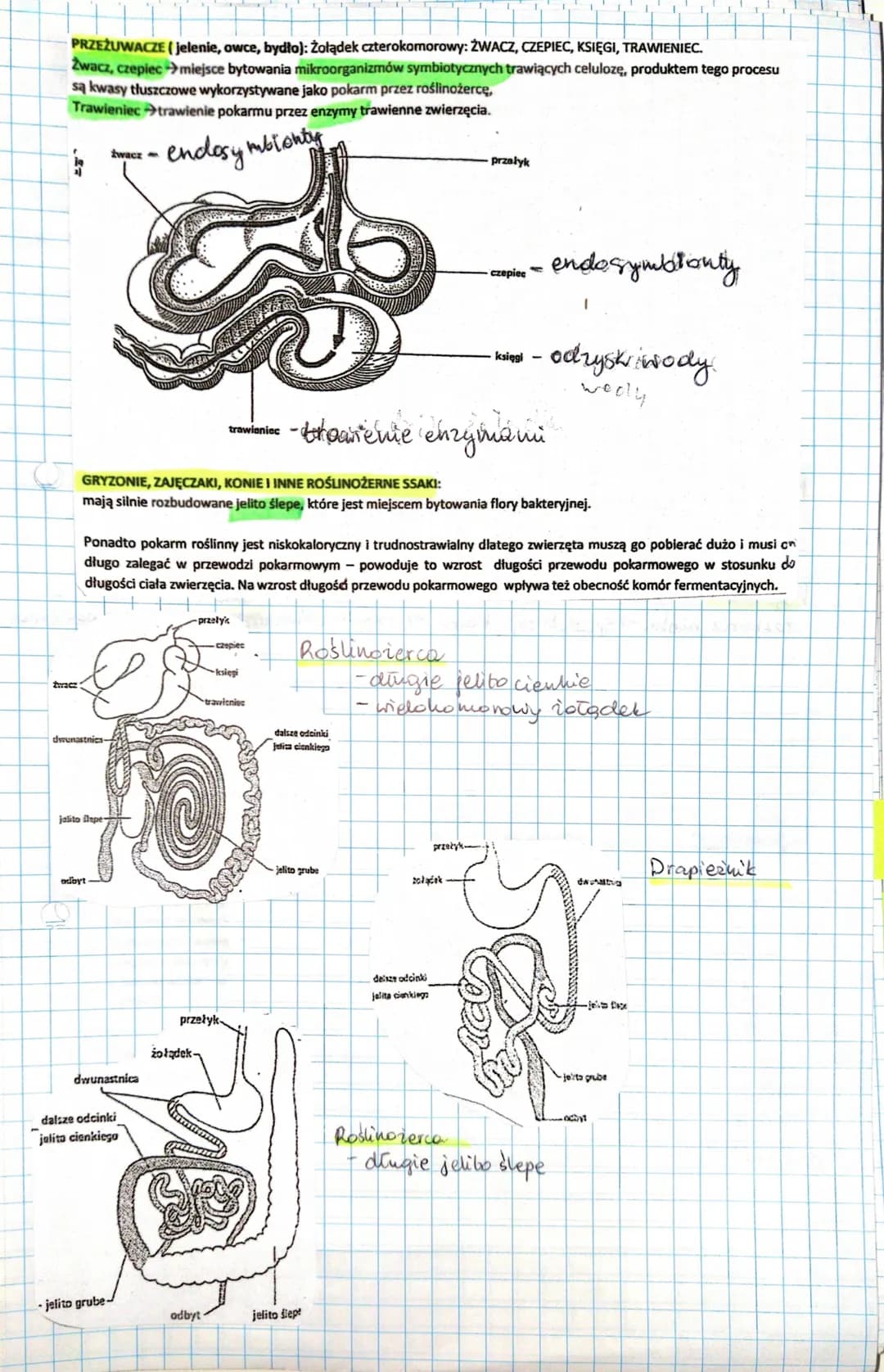 7 Ssaki
Cynognat- forma przejściowa międy gadami issahami
Ssaki
prassali
$sahi nizsie
ssani wyższe
SSAKI-dominująca gromada kręgowców. O ich