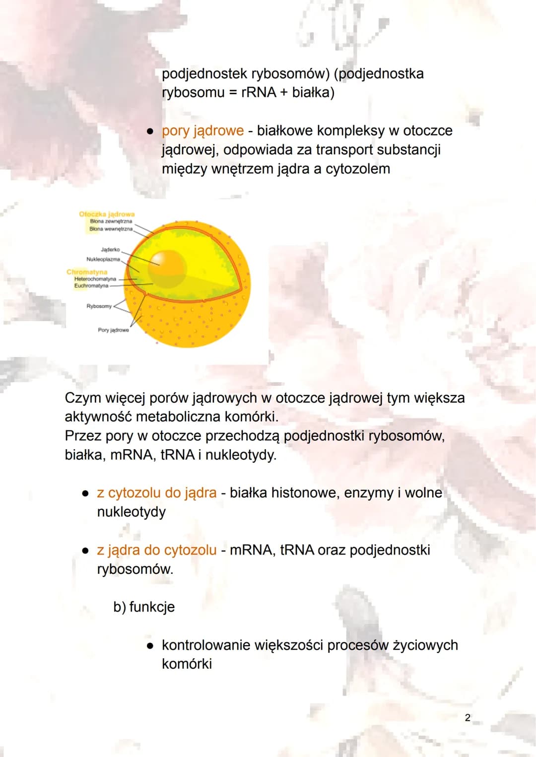 Jądro komórkowe i cytozol
1. Jądro komórkowe
Jądro komórkowe posiada materiał genetyczny, dzięki
któremu kontroluje przebieg większości proc