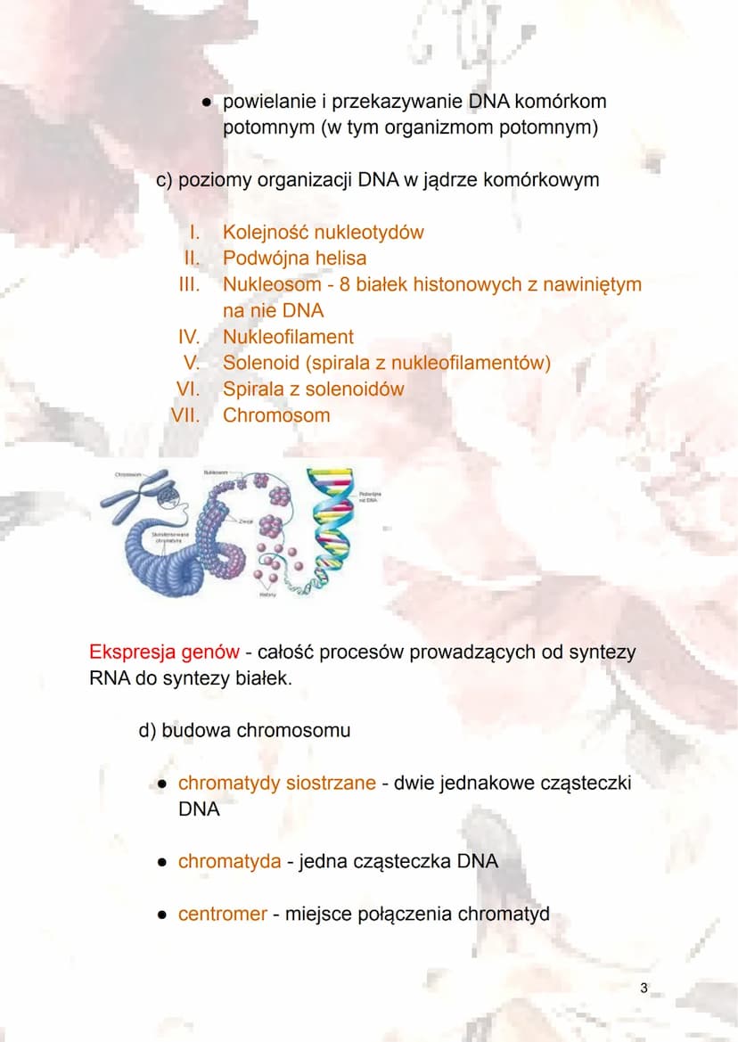 Jądro komórkowe i cytozol
1. Jądro komórkowe
Jądro komórkowe posiada materiał genetyczny, dzięki
któremu kontroluje przebieg większości proc
