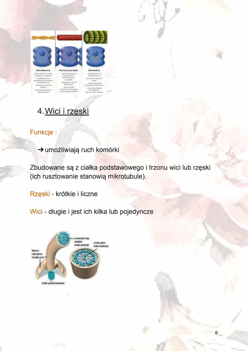 Jądro komórkowe i cytozol
1. Jądro komórkowe
Jądro komórkowe posiada materiał genetyczny, dzięki
któremu kontroluje przebieg większości proc