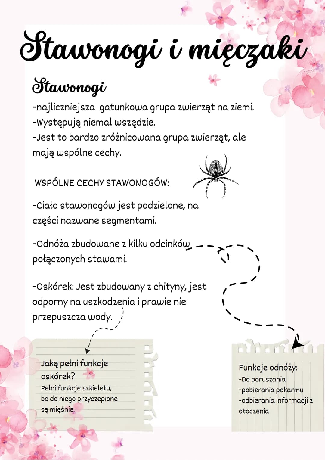 Stawonogi i mięczaki
Stawonogi
-najliczniejsza gatunkowa grupa zwierząt na ziemi.
-występują niemal wszędzie.
-Jest to bardzo zróżnicowana g